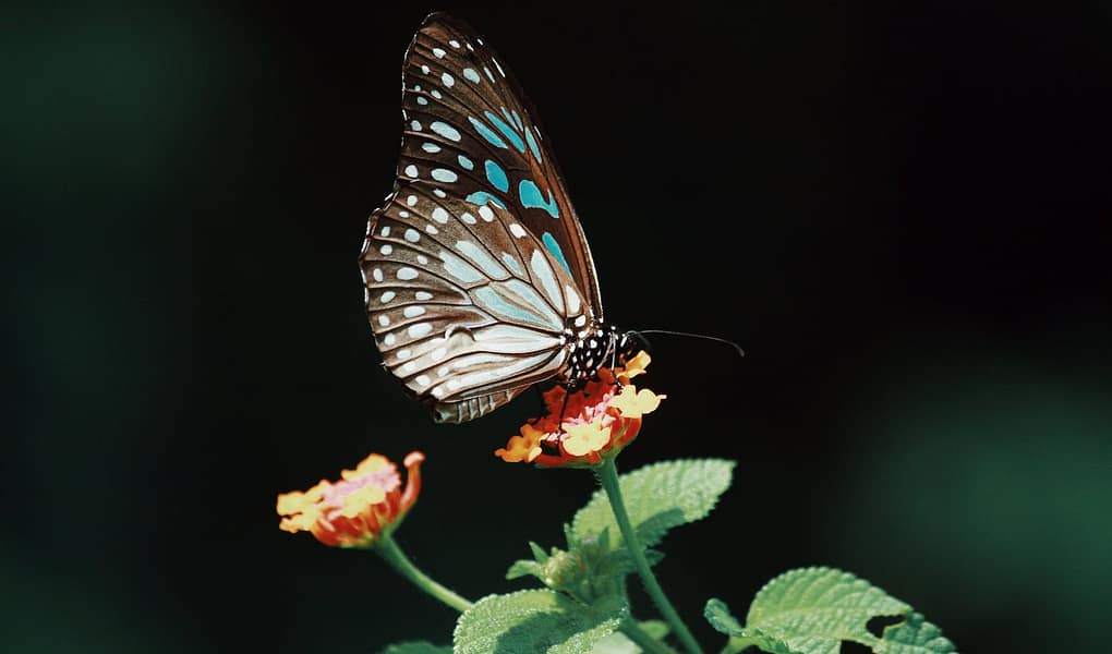 photo of butterfly on flower