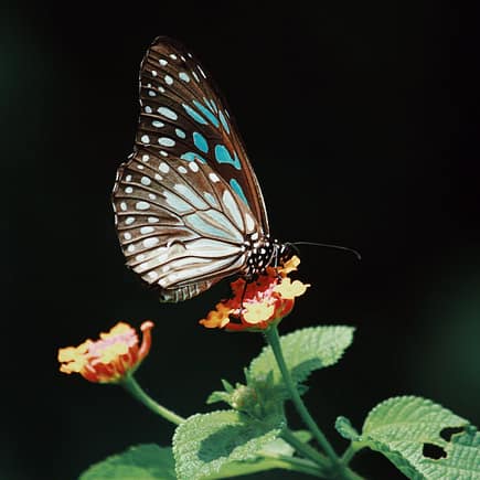photo of butterfly on flower